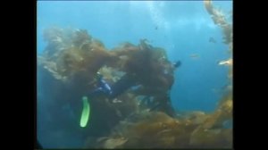 Видео для курса OWD PADI