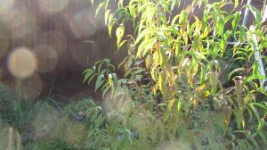 Персики. 1 сентября 2024.