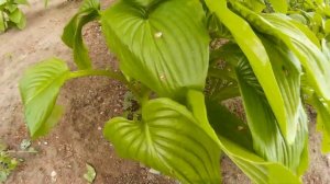 Хоста Блю Энджел (Hosta Blue Angel) - изящный, быстро разрастающийся куст. Самый лучший сорт Хосты