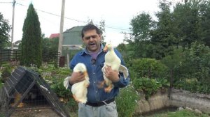 Лучшая бройлерная утка для содержания.