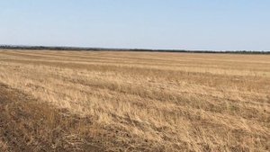 Уборка льна очесывающей и прямоточной жаткой, сев по нему пшеницы.