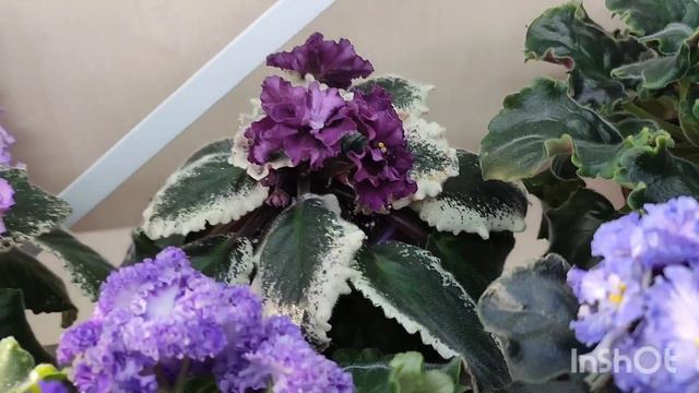 Обзор фиалок на стеллаже. Стандартные сорта. Февраль 2024 смотреть онлайн