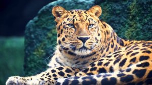 Животные 4K HDR 60fps _ Dolby Vision