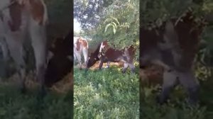 Красно-пестрые Галаштины дома в жару! Пасу сам?