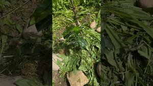 Посадка финиковой пальмы, лимона и мандарина в открытый грунт. Часть 2