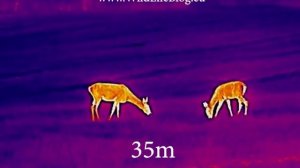 Hikmicro Lynx PRO LH19