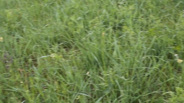 Центрально Черноземный Заповедник имени Алехина 19.05.2018