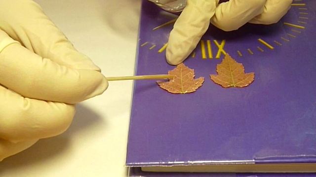 Мастер-класс* Осенний лист * Эпоксидная смола * Серьги * Виктория А смотреть онлайн