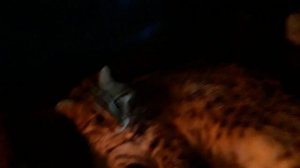 У ДАЛЬНЕВОСТОЧНОГО КОТЕНКА МЕНЯЮТСЯ ЗУБЫ