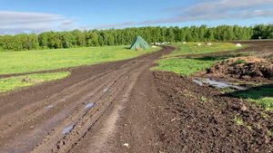 Как осеменять телок?