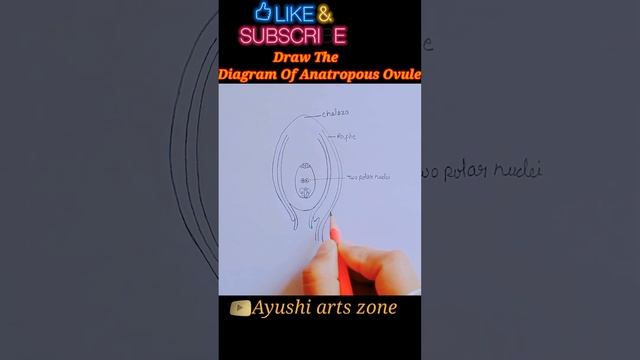 How to draw structure of #anatropousovule with labelling diagram | #structure of  #anatropous #ovul