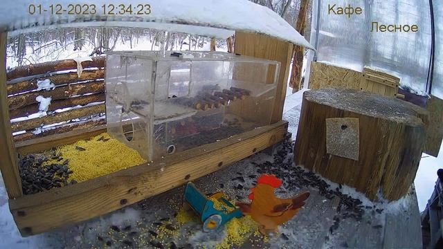 Модернизация Кафе "Лесное" смотреть онлайн