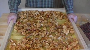 Как правильно собирать и заваривать шиповник