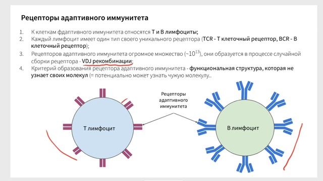 Врожденный Vs адаптивный иммунитет, иммунный репертуар