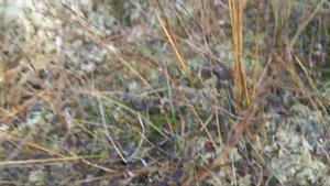 Мох Сфагнум заготовка.  Покрываем огород мхом. На болоте.