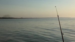 Ейск пляж Каменка. Дельфин. 2.09.2020.