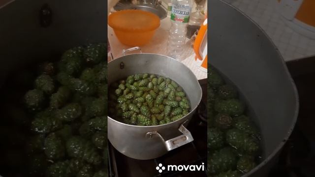 Сбор шишек часть 3 / Варенье из шишек / Ешьте натуральное #деревня #загородныйдом #заготовкиназиму смотреть онлайн