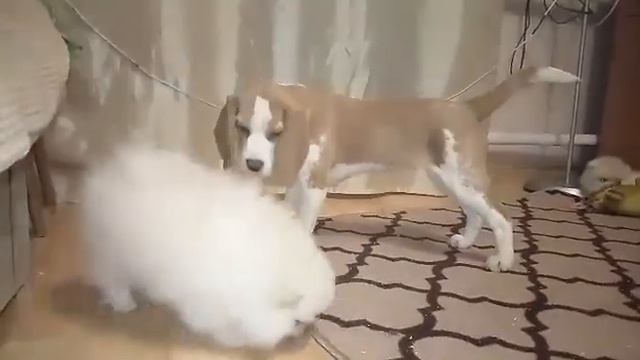 Щенок бигля и щенок шпица