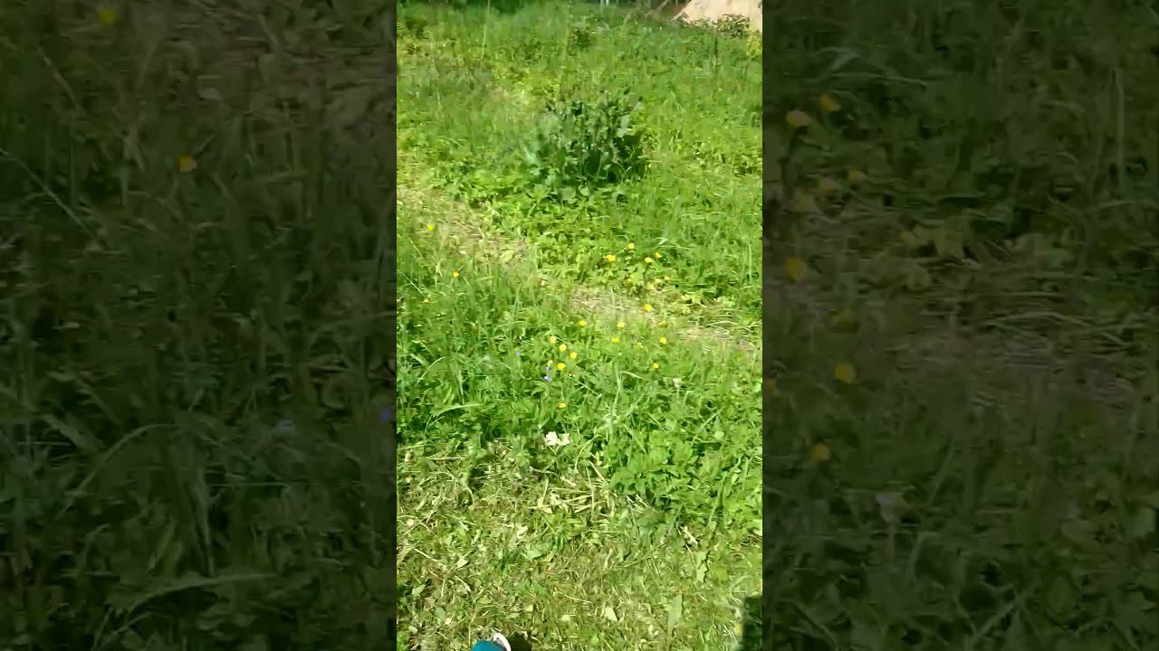 начал косить тропинку #природноеземледелие #сад #огород #лето #garden