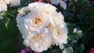 КУСТЫ-БУКЕТЫ! НЕПРИХОТЛИВЫЕ сорта РОЗ, которые ЦВЕТУТ ВСЁ ЛЕТО БОЛЬШИМИ ШАПКАМИ. Зимуют ОТЛИЧНО!