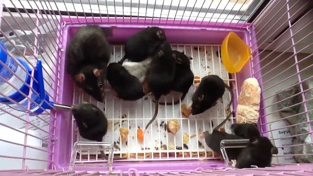 Крыса с крысятами смотреть онлайн