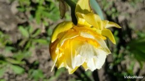 Нарцисс Manly(Narcissus Double Flowering Manly) #нарцисс#NarcissusDoubleManly #нарциссжелтыймахровы