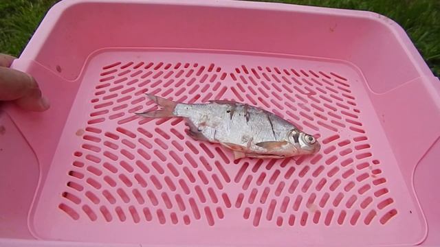 Ростим опарыша на даче№1 смотреть онлайн