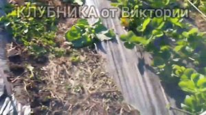 Осенняя обрезка клубники/Супер помошница_Машинка для стрижки