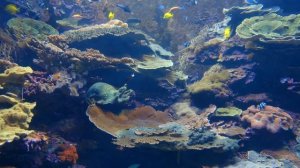 tracktribe-back-to-portland