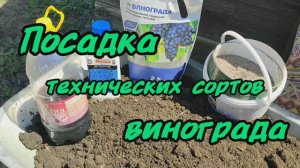 Высадка вегетирующих саженцев винограда технических сортов. 2.05.24