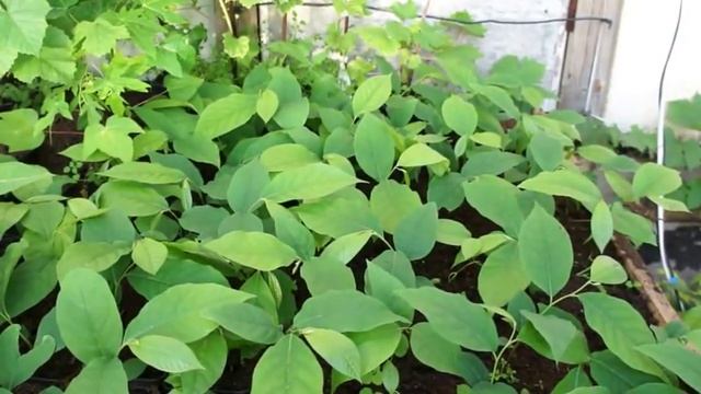 Азимина трёхлопастная или банановое дерево, Asimina triloba смотреть онлайн