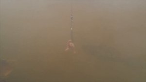 Как рыба заглатывает наживку, съёмка под водой, видео rybachil.ru