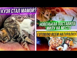 Лиса огрызнулась на Милу. Готовим хвостатым натуралку, они обожают Мурзик думает что Кузя его мама.