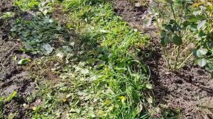 Осенняя обрезка роз. Английские розы и шрабы сезон 2021