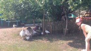 Девочка, которая умеет разговаривать с индюками!