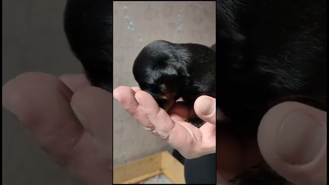 Щенки пти-брабансона, род 28.12.2023 г. смотреть онлайн