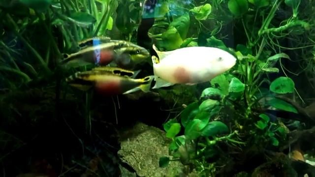 Пельвикахромис пульхер альбинос (Pelvicachromis pulcher albino) борьба за самца -1 часть смотреть онлайн