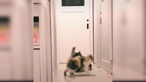 Приколы с котиками. Котики #24