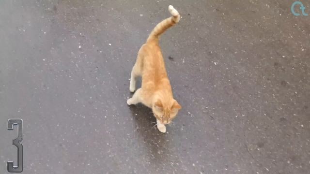 5 Интересных ФАКТОВ о Кошках смотреть онлайн