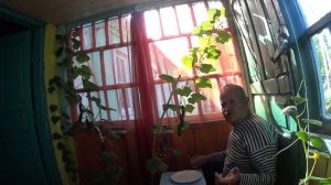 Ранние огурцы на окошке. Средняя полоса России.