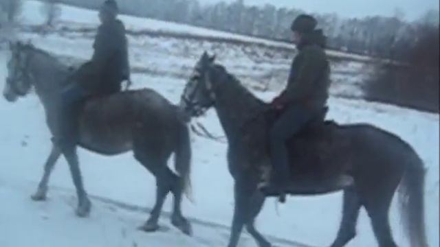 особенности конных прогулок в зимний период смотреть онлайн