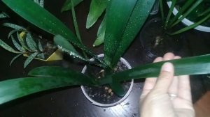 ?Мои комнатные цветы.?Обзор коллекции луковичных растений.?