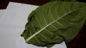 Сушка, выжелчивание табачного листа (Drying, vyzhelchivanie tobacco leaf)