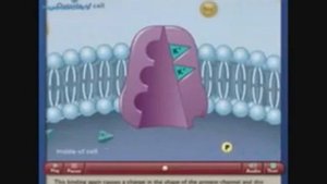 Натрий калиевый насос