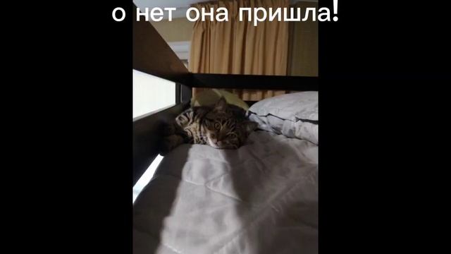 пять ночей с муркой1часть смотреть онлайн