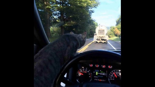 Животные за рулем смотреть онлайн