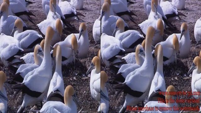 Wildlife VR 3D смотреть онлайн