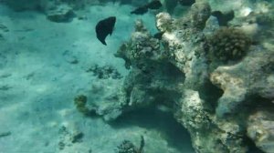 Подводный мир. Отель Tropitel Sahl Hasheesh 5* Бесстрашная рыбка?  Египет Хургада