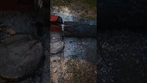 Хускварна 365 Валочная