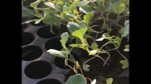 Теплица в теплице, или как защитить рассаду от заморозков.